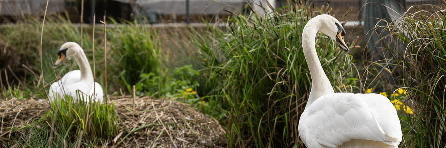 Enhancing Nature – Eden Project